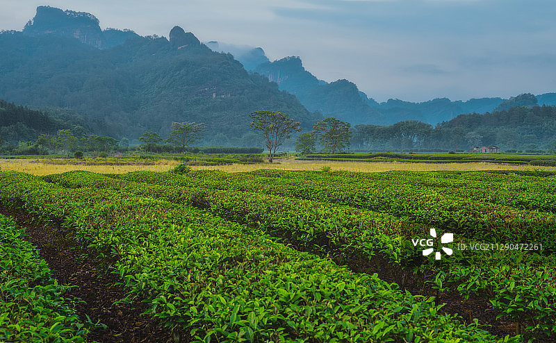 武夷山九曲竹筏码头生态茶园图片素材