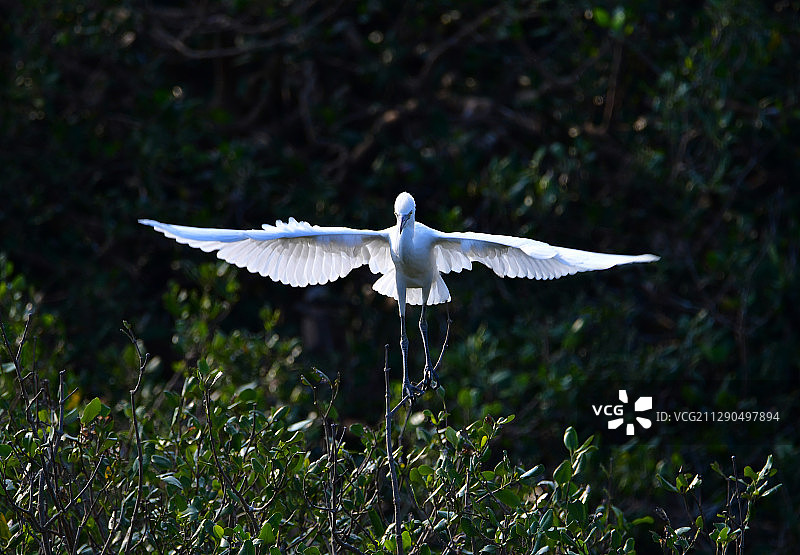 枝头上练习飞翔的牛背鹭亚成鸟图片素材