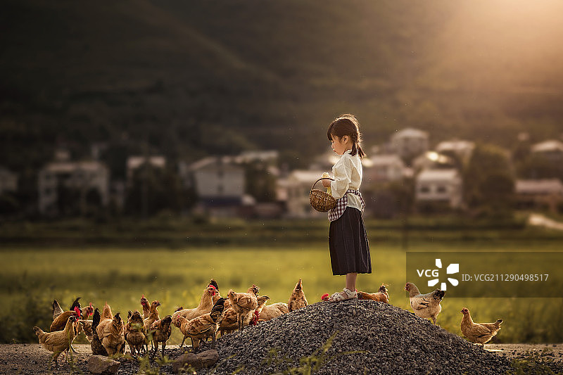喂鸡的小姑娘图片素材