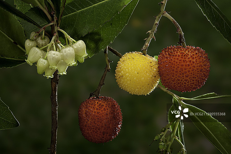 草莓树的果实与花朵图片素材