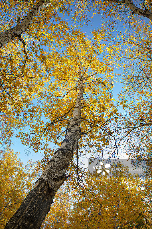 金色白桦（5）图片素材