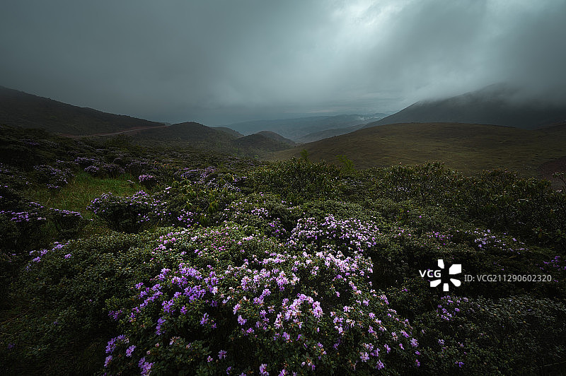 高山杜鹃图片素材