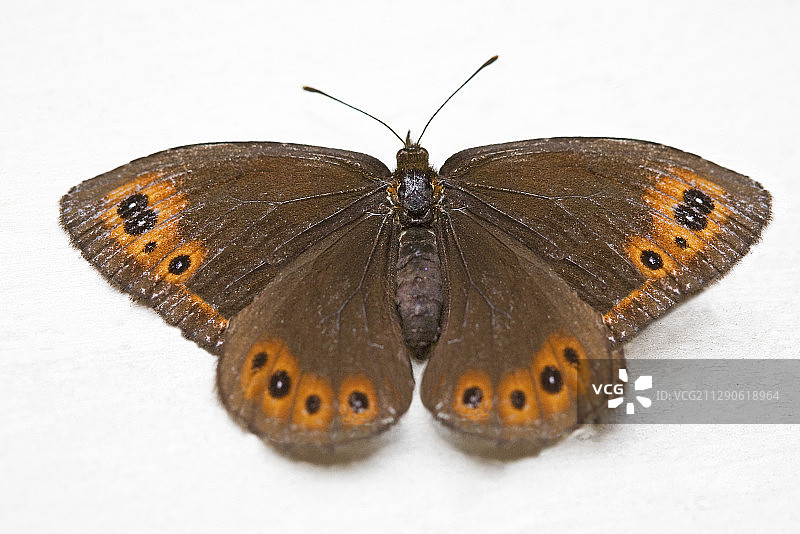 管家的阿尔卑斯蝴蝶结图片素材