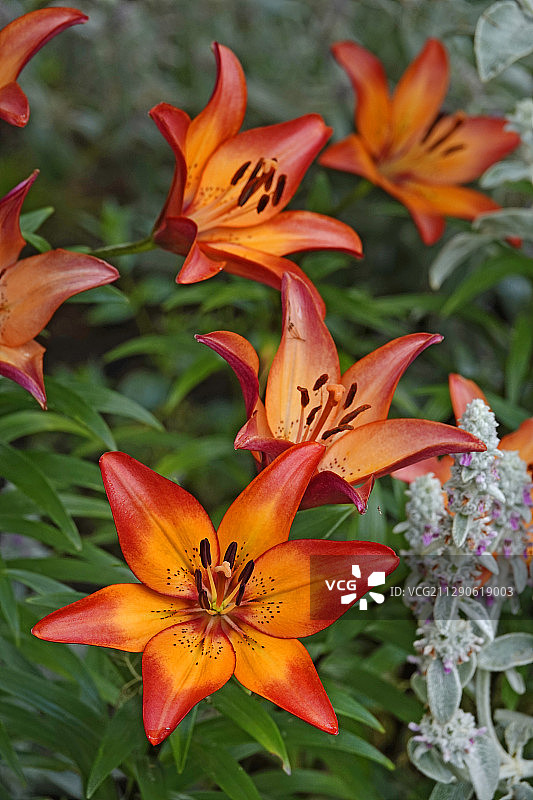 木百合图片素材