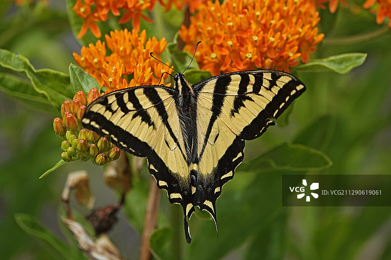 西部虎凤蝶图片素材