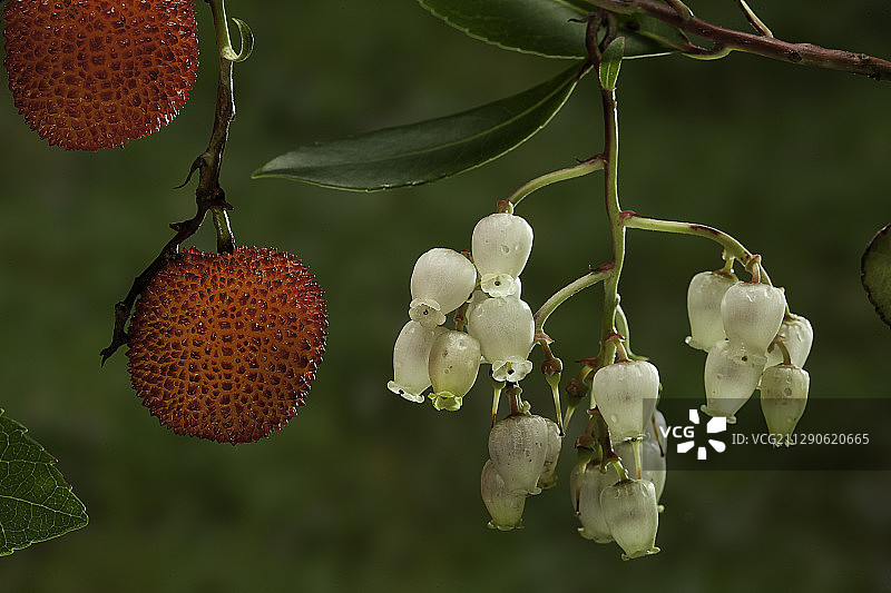 草莓树的果实与花朵图片素材