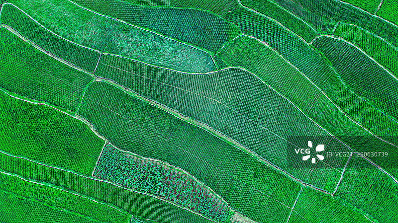 绿意盎然的田野图片素材