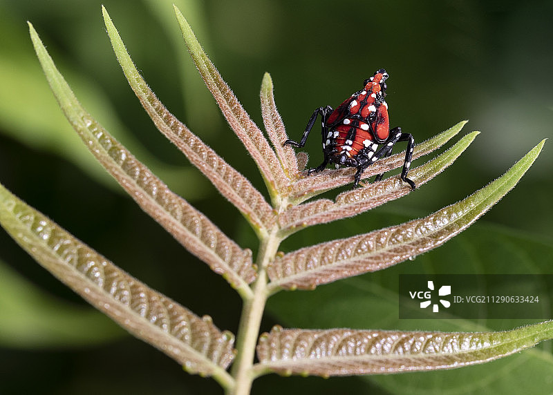 四龄期的斑衣蜡蝉若虫，颜色格外艳丽图片素材
