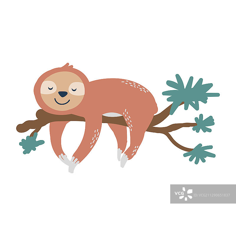 树枝上的可爱树懒图片素材