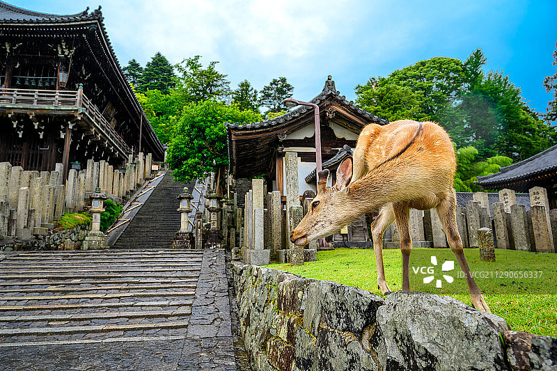 日本奈良公园的鹿图片素材