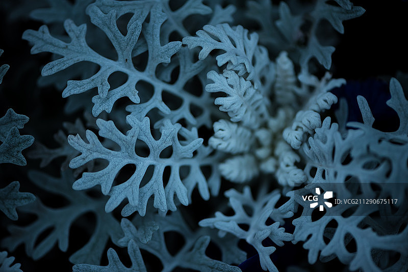 独特的银叶菊图片素材