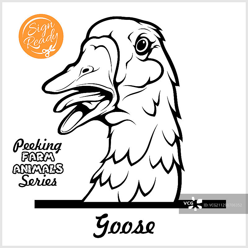 可爱的鹅探头图片素材