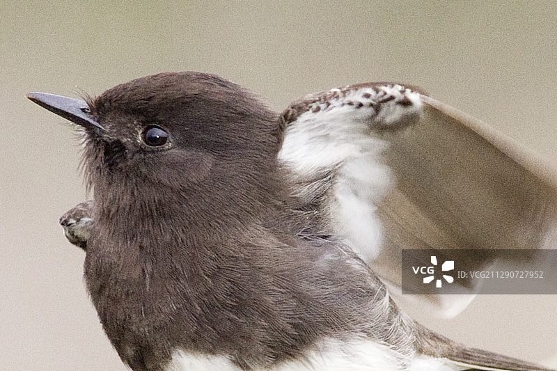 黑塚鸟特写图片素材