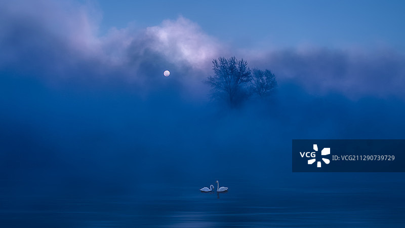 天鹅湖恋曲图片素材