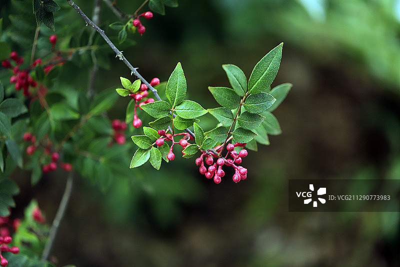 花椒图片素材