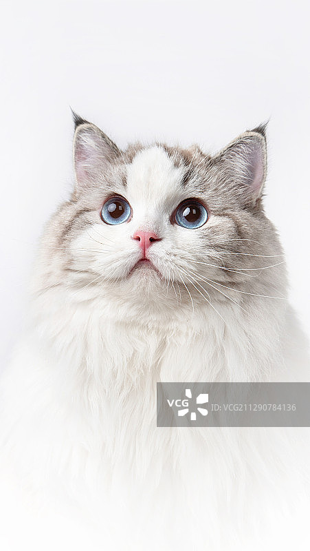 白色背景中的布偶猫图片素材