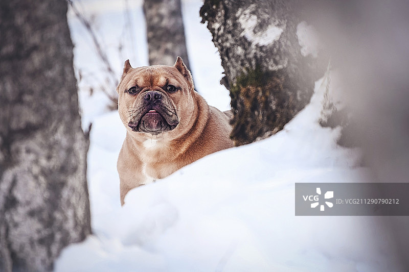 雪景恶霸犬图片素材