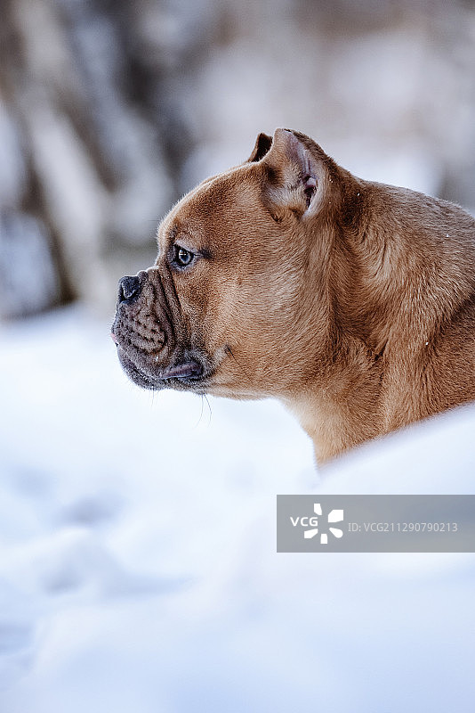 雪景恶霸犬图片素材