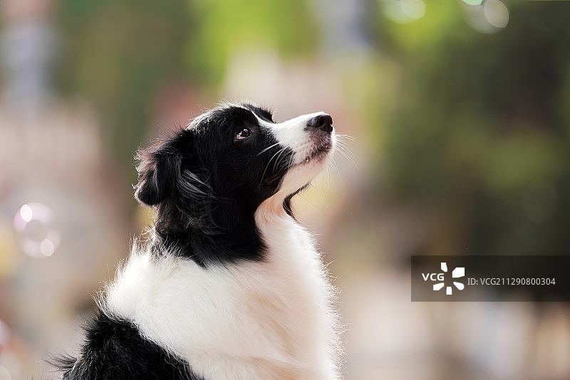 边境牧羊犬图片素材