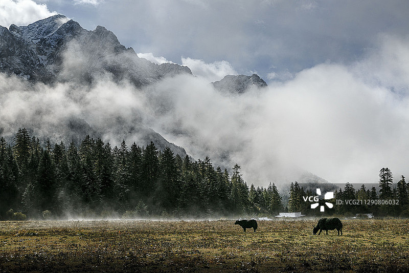 九龙伍须海牧场风光图片素材