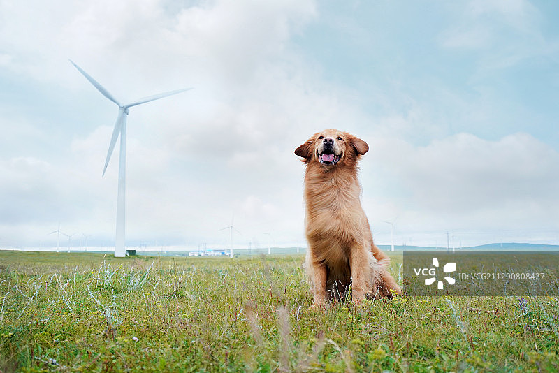 草原上的金毛巡回犬图片素材