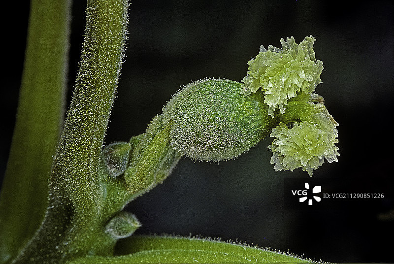 普通胡桃树的雌花图片素材