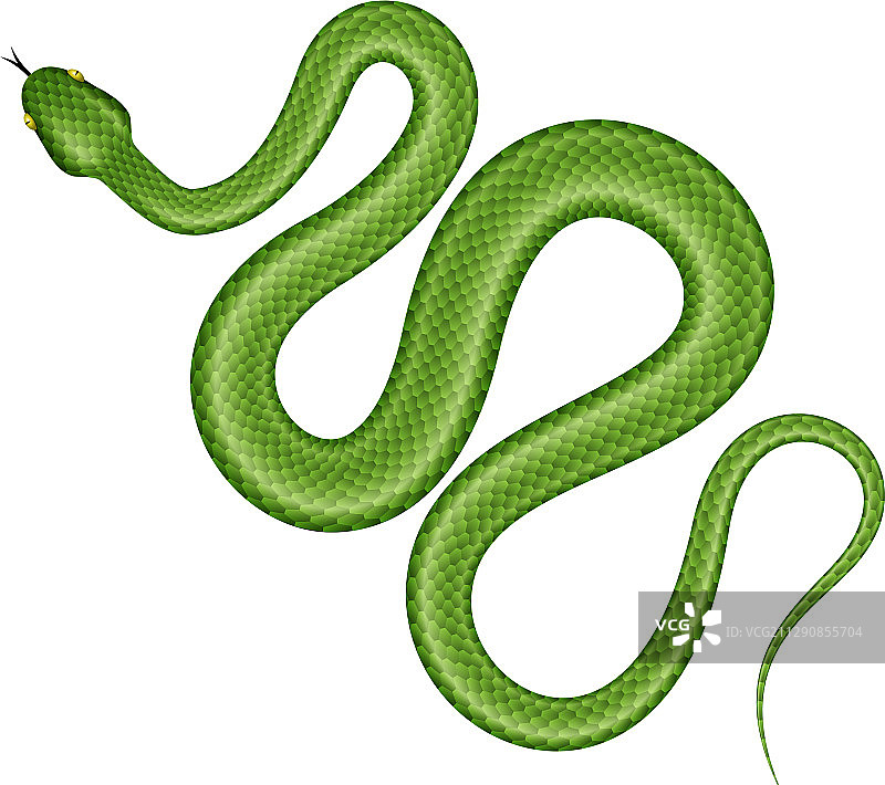 绿色的蛇图片素材