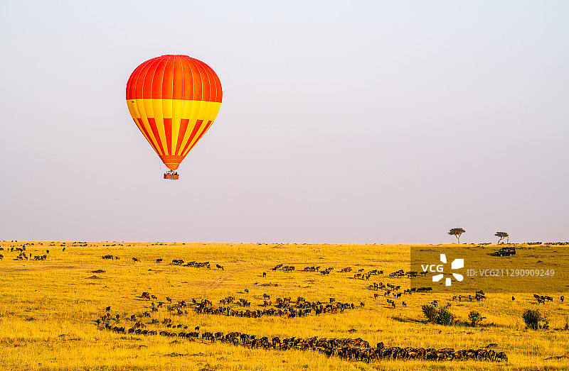 马赛马拉的热气球图片素材