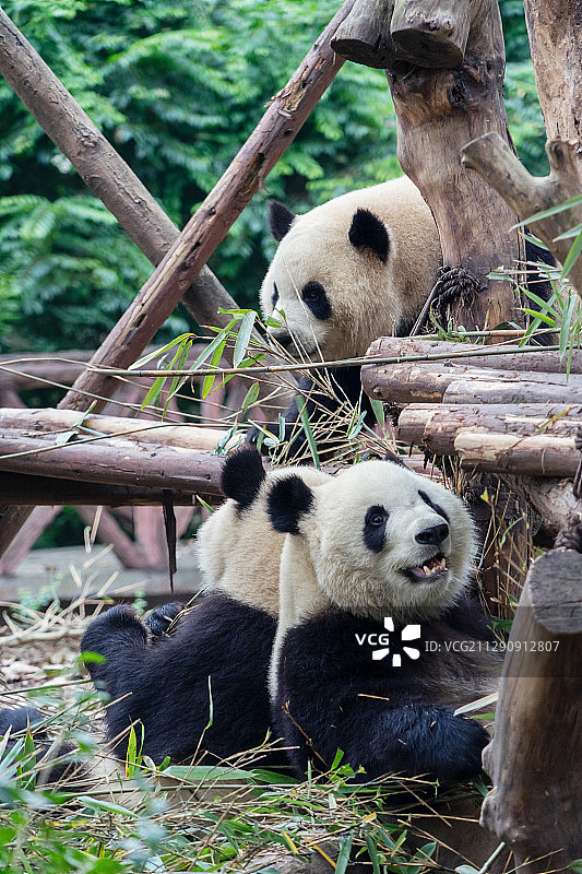 四川省成都市大熊猫繁育基地国宝大熊猫写真图图片素材