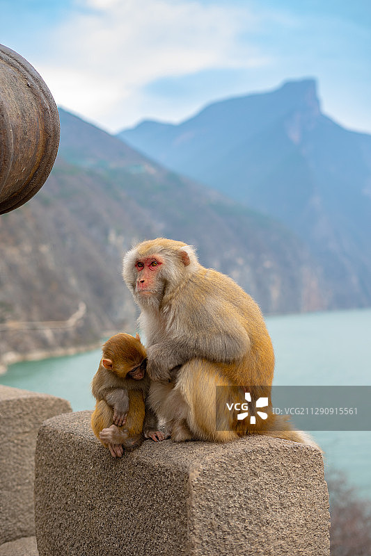 重庆市奉节县三峡夔门的白帝城瞿塘峡风景区野生猴子图片素材