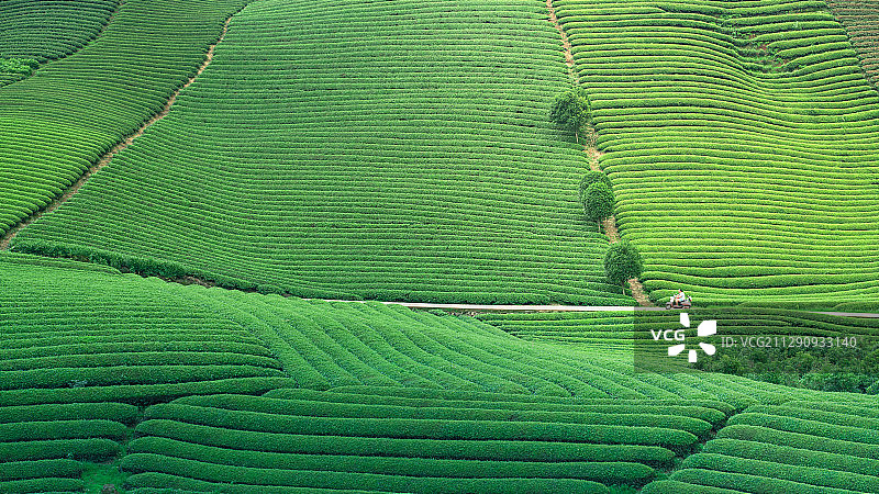 武义连坞茶园图片素材