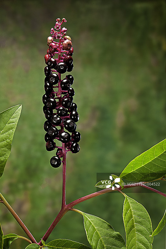 美洲商陆果实图片素材