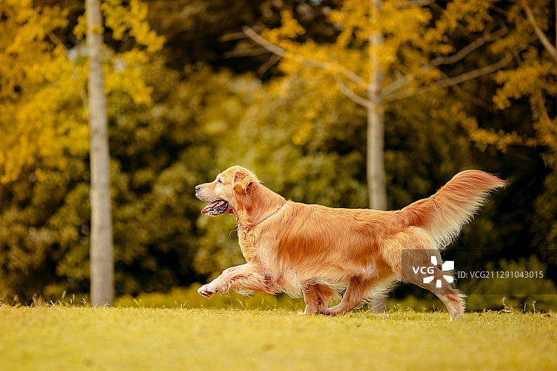 金毛寻回犬图片素材