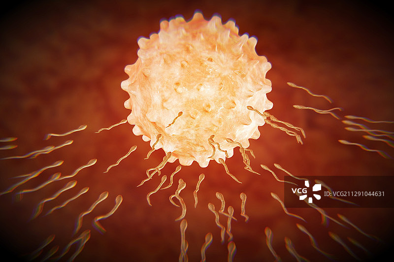 精子与卵子的接触图片素材