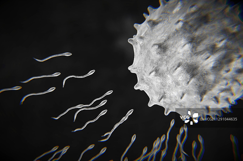 精子与卵子的接触图片素材