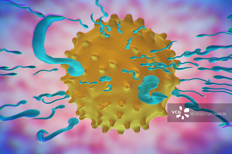 精子与卵子的接触图片素材