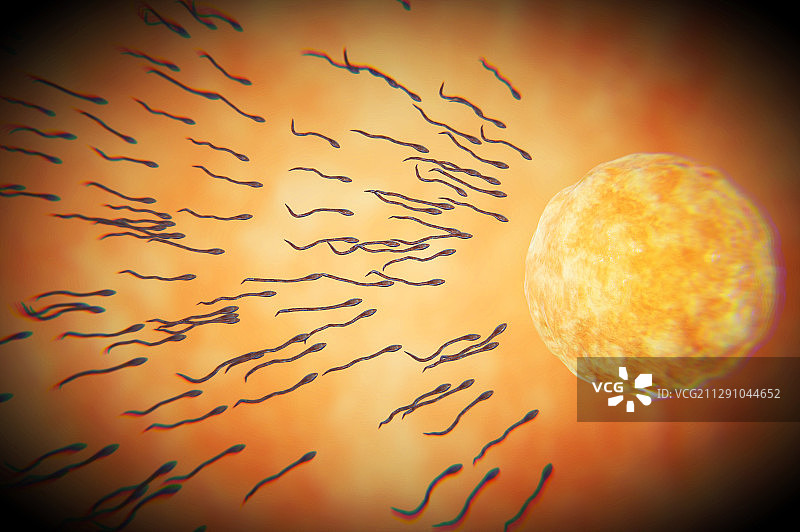 精子与卵子的接触图片素材