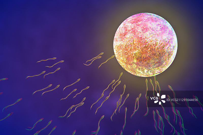 精子与卵子的接触图片素材