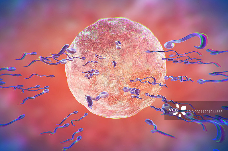 精子与卵子的接触图片素材