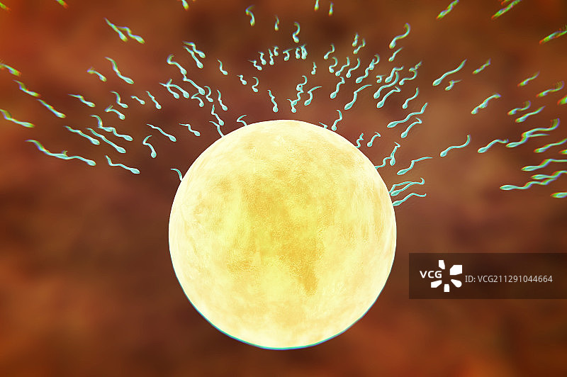 精子与卵子的接触图片素材