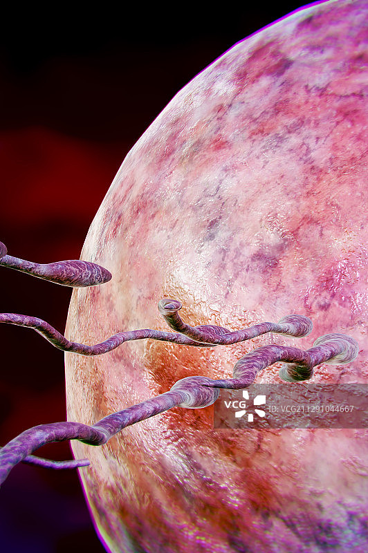 精子与卵子的接触图片素材