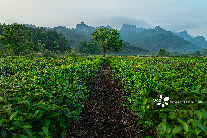 福建武夷山生态茶园图片素材