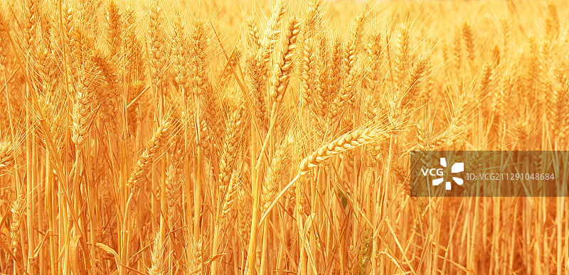 金色的麦田图片素材