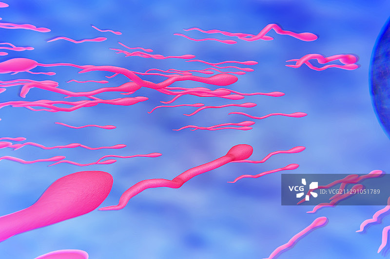 精子与卵子的接触图片素材