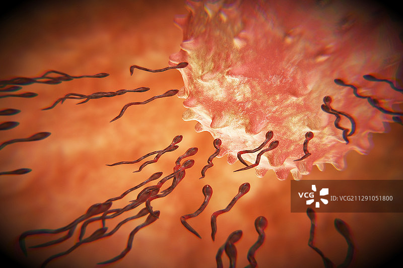 精子与卵子的接触图片素材