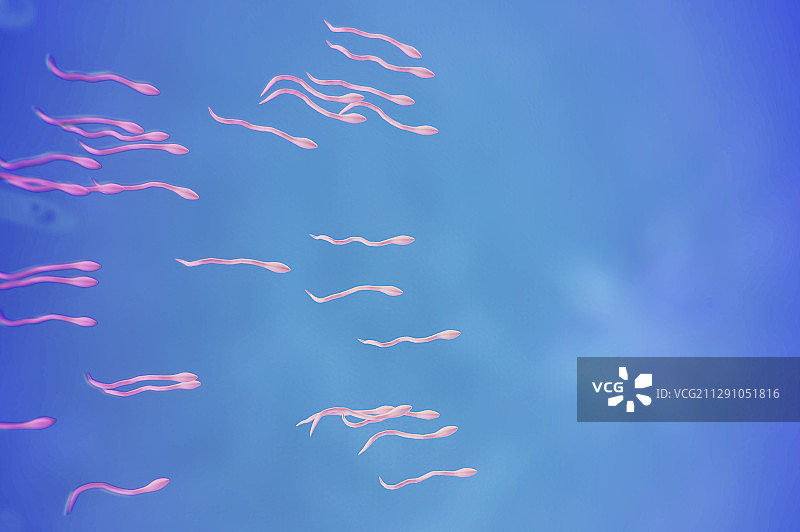 人类的精子图片素材