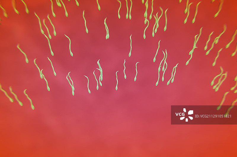 人类的精子图片素材