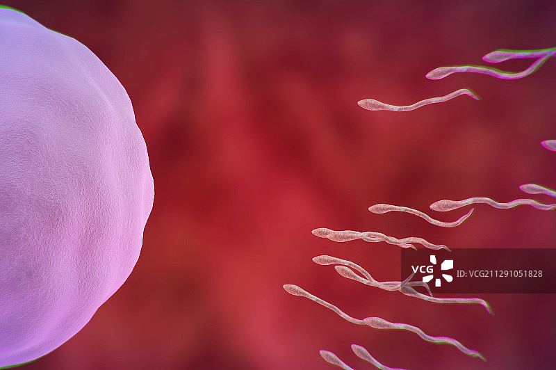 精子与卵子的接触图片素材