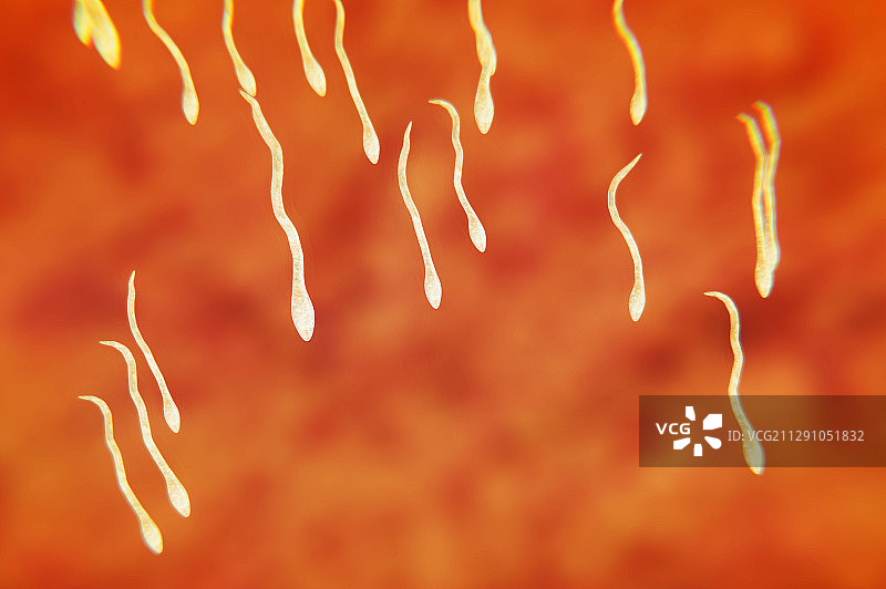 人类的精子图片素材