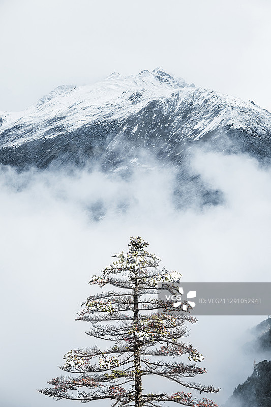 水墨丹青之白马雪山   云南省德钦县白马雪山图片素材